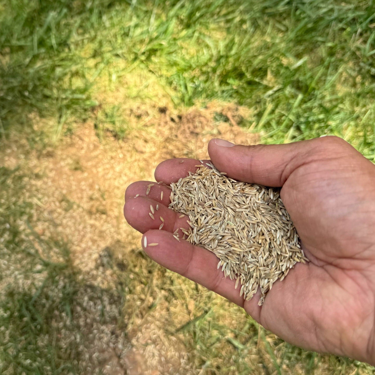 Lesco Sun & Shade Park Grass Seed