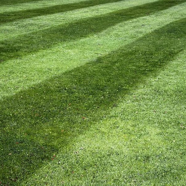 Lesco Tall Fescue Select Blend Grass Seed