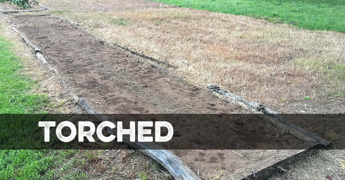 Torched All-Natural Weed Killer