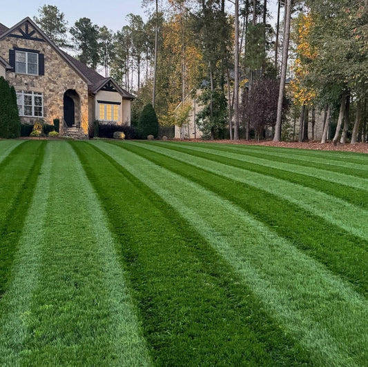 Envy Premium Tall Fescue Grass Seed Blend
