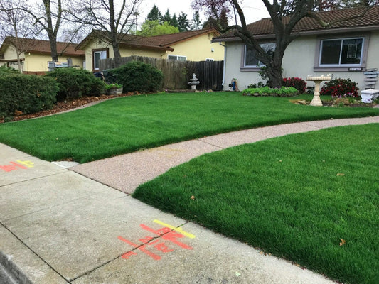 LESCO Estate Eagle Plus Grass Seed