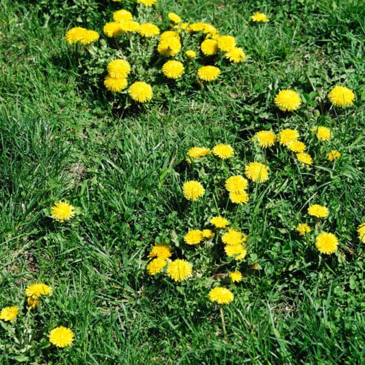 Granular Broadleaf Weed Killer with 1.81% Trimec