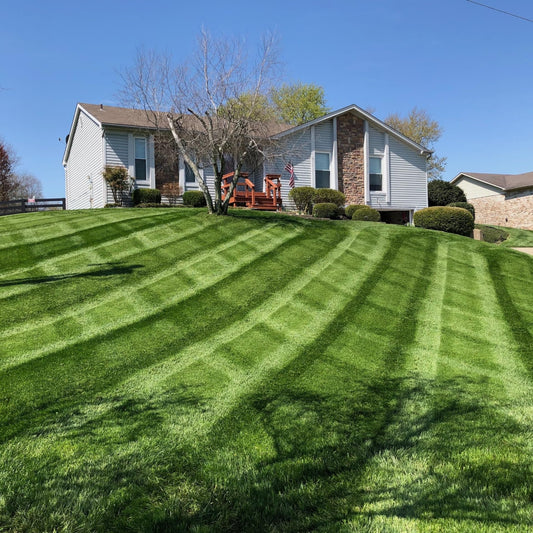 Lesco Tall Fescue Select Blend Grass Seed